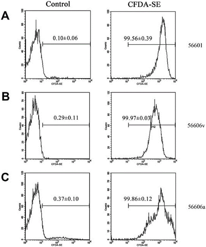 Detection method for adhesion rate and phagocytosis rate of phagocytes on baterial