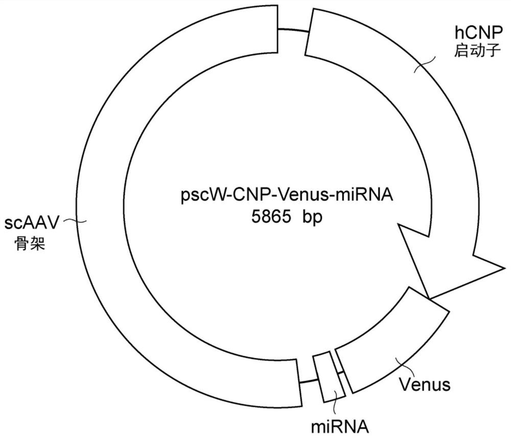 Oligodendrocyte-specific promoter, mirna specific to plp1 gene, vector including said promoter and/or mirna, and pharmaceutical composition including said vector