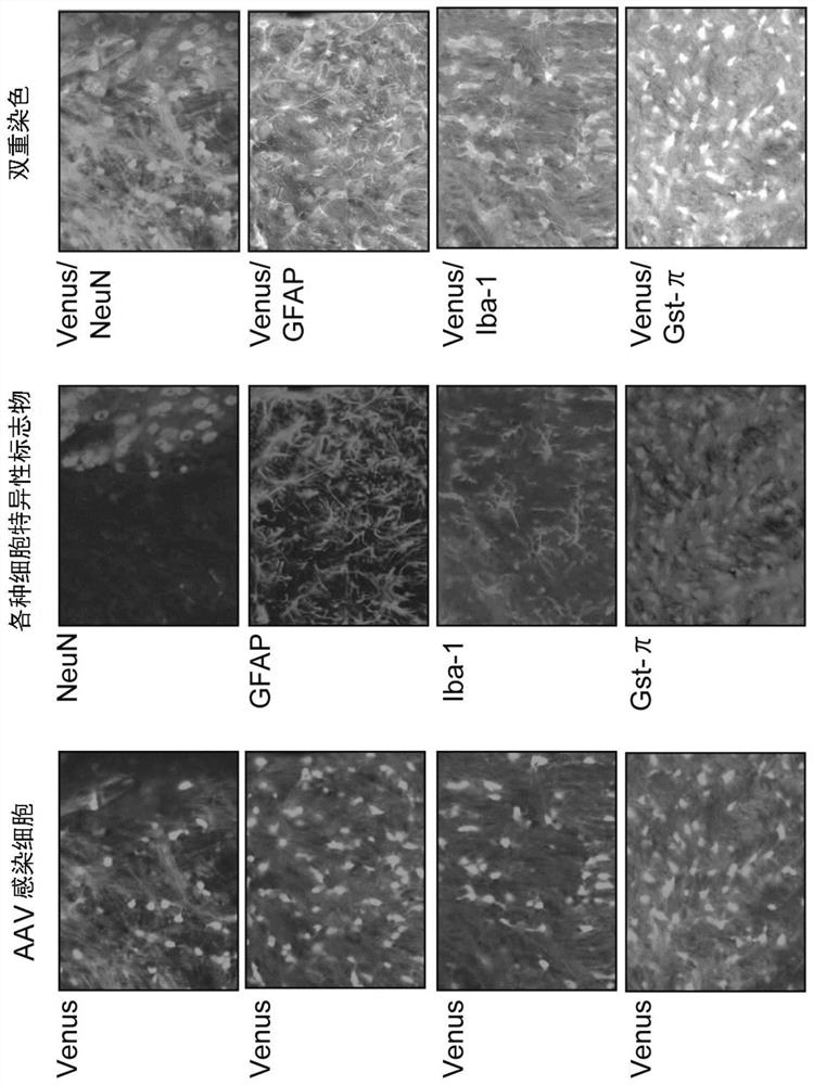 Oligodendrocyte-specific promoter, mirna specific to plp1 gene, vector including said promoter and/or mirna, and pharmaceutical composition including said vector