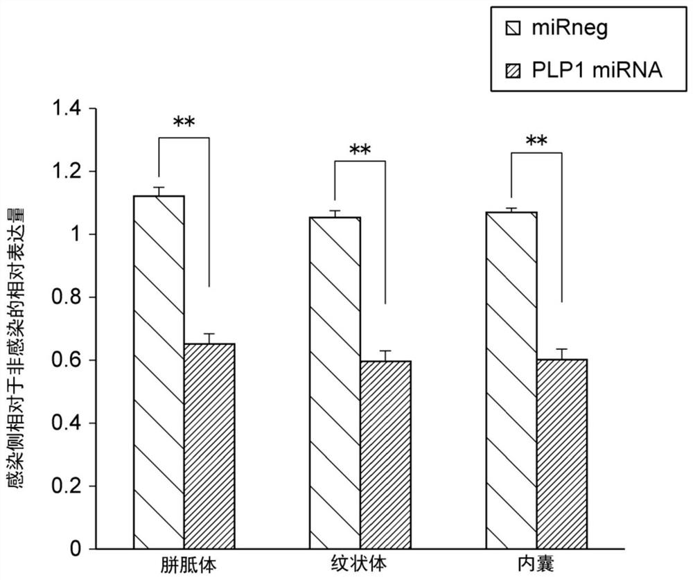 Oligodendrocyte-specific promoter, mirna specific to plp1 gene, vector including said promoter and/or mirna, and pharmaceutical composition including said vector