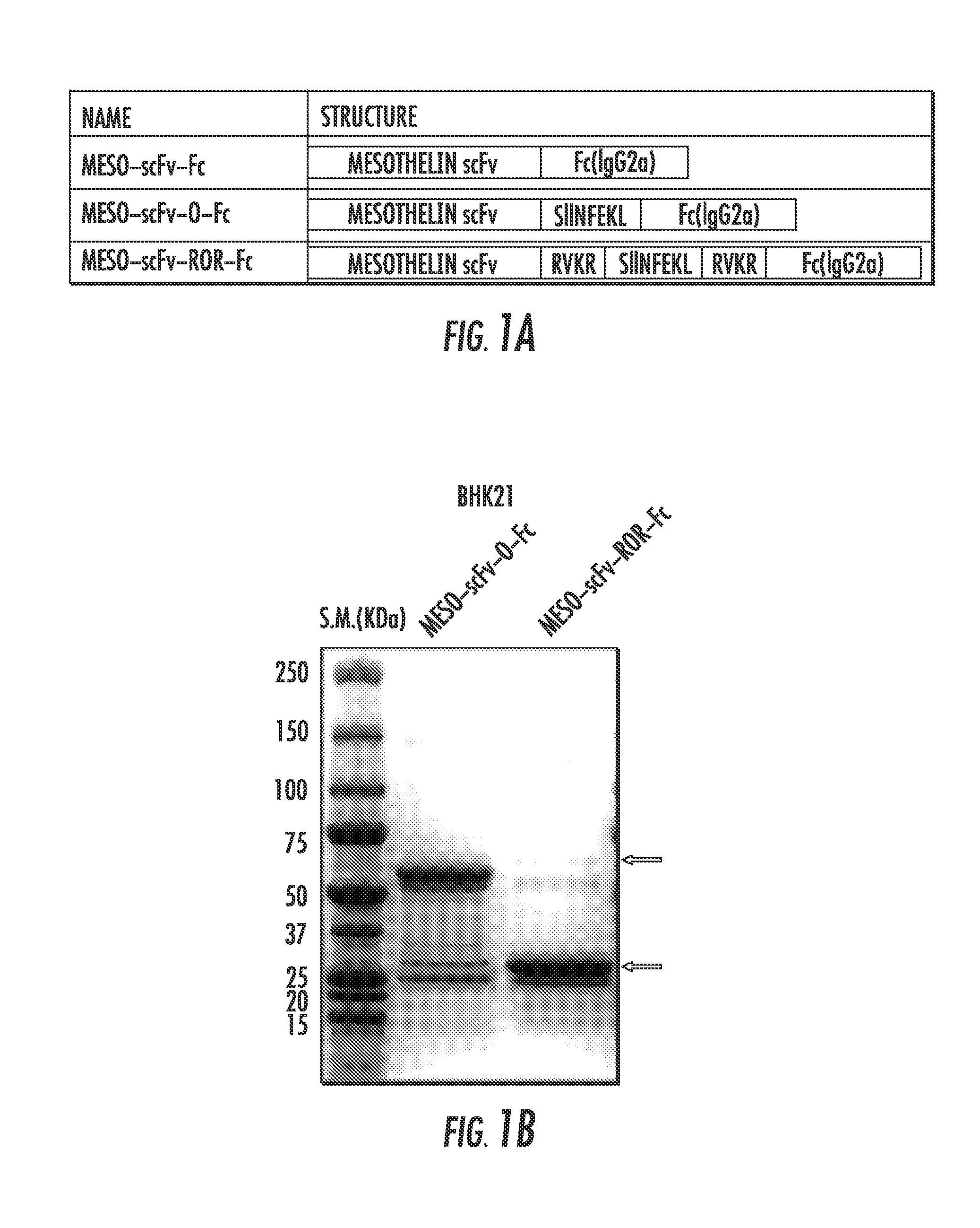 Compositions and methods for rendering tumor cells susceptible to CD8+ t cell-mediated killing