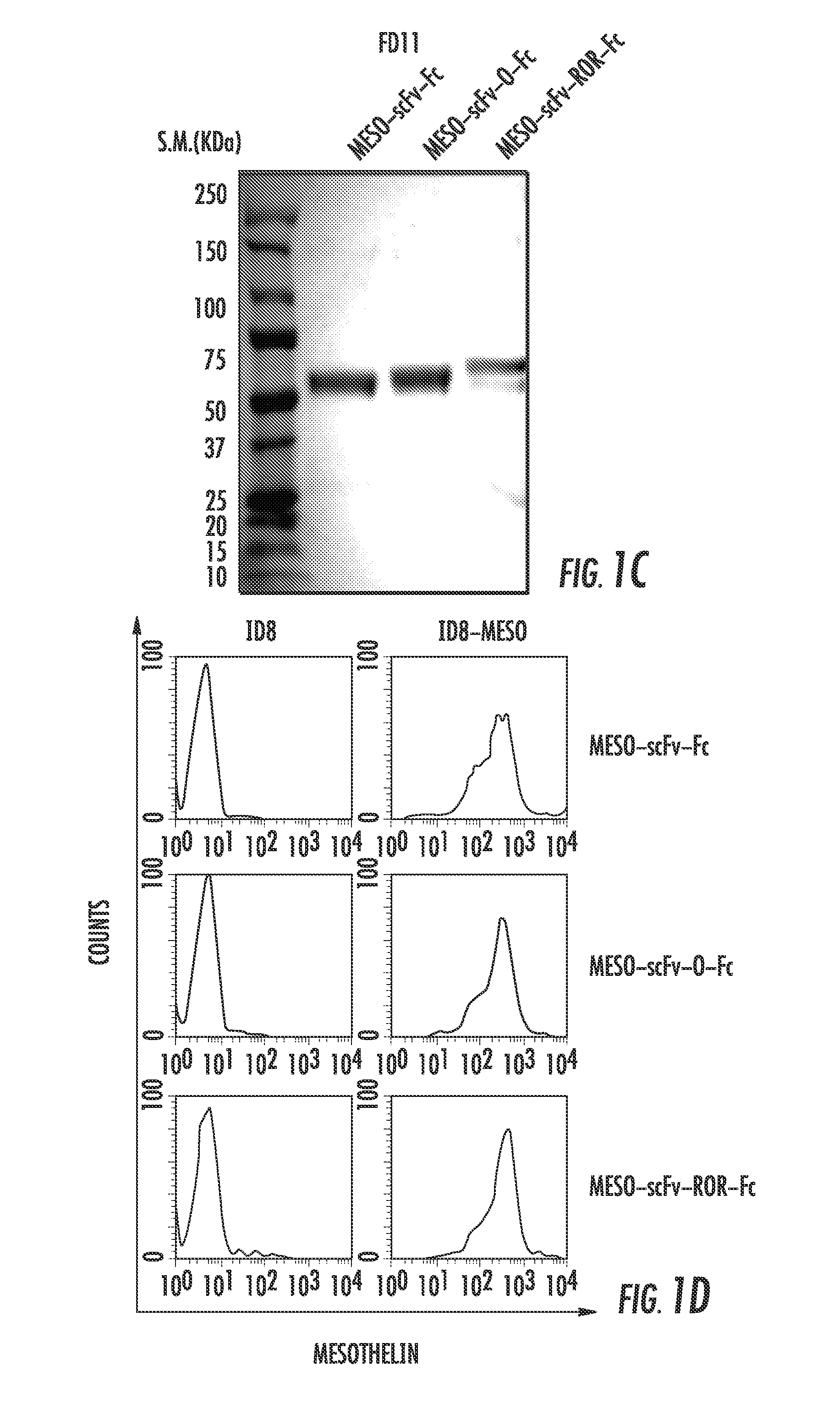 Compositions and methods for rendering tumor cells susceptible to CD8+ t cell-mediated killing