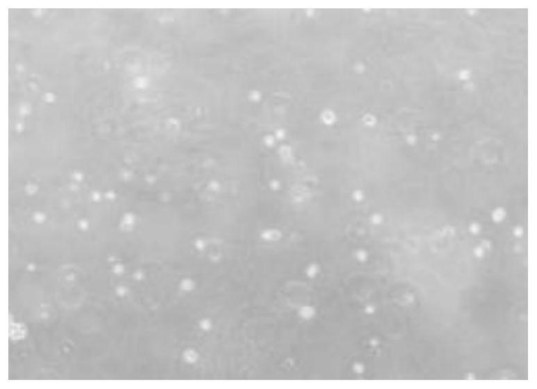 Rapid and high-flux rabbit polyclonal antibody in-vitro production method