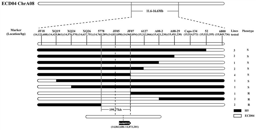 Application of braA08g039212E gene derived from European turnip ECD04 in plasmodiophora brassicae resistance improvement