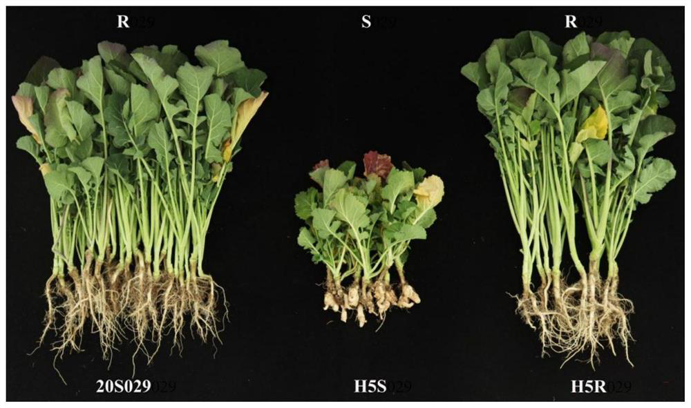 Application of braA08g039212E gene derived from European turnip ECD04 in plasmodiophora brassicae resistance improvement