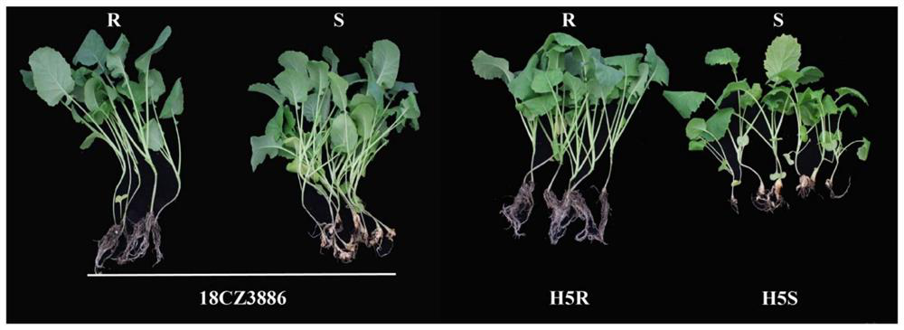 Application of braA08g039212E gene derived from European turnip ECD04 in plasmodiophora brassicae resistance improvement