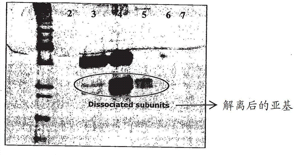 Liquid formulation of follicle stimulating hormone