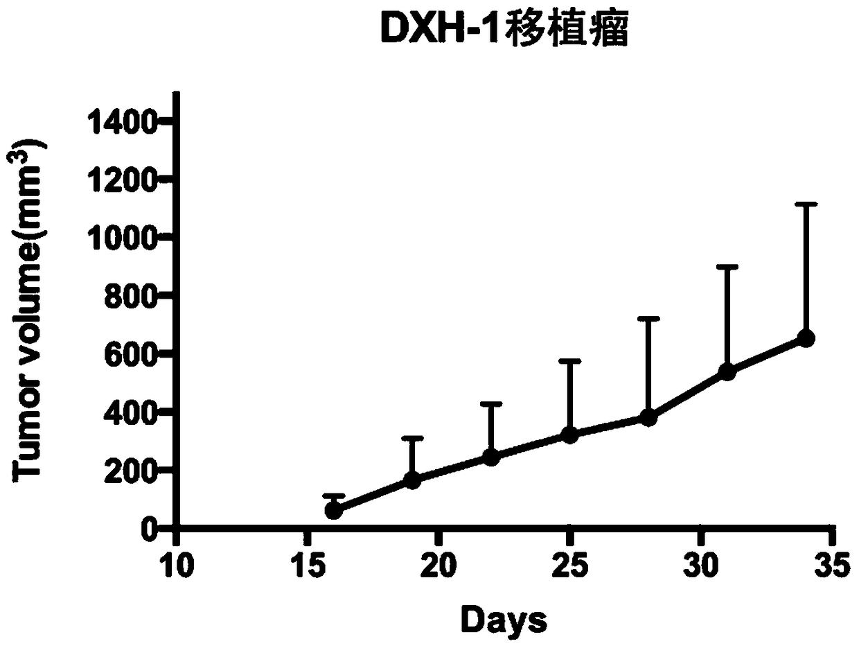 A human colon cancer cell line dxh-1 and its application