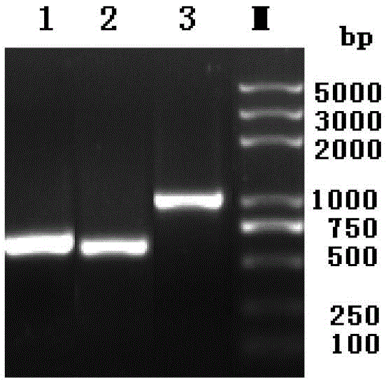 Method for diagnosing bovine tuberculosis mediated by recombinant protein mixture and regent thereof
