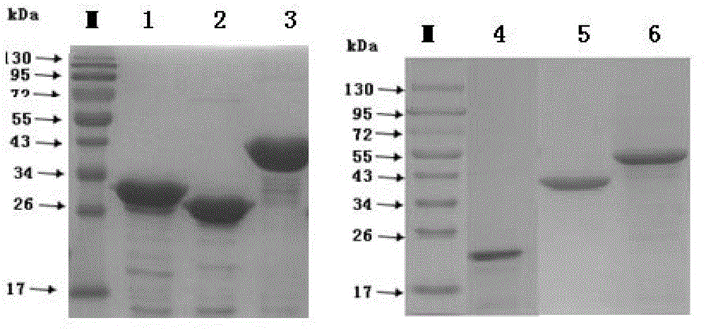 Method for diagnosing bovine tuberculosis mediated by recombinant protein mixture and regent thereof