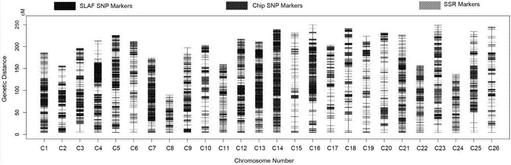 SNP molecular markers related to fiber strength of upland cotton 25# chromosome