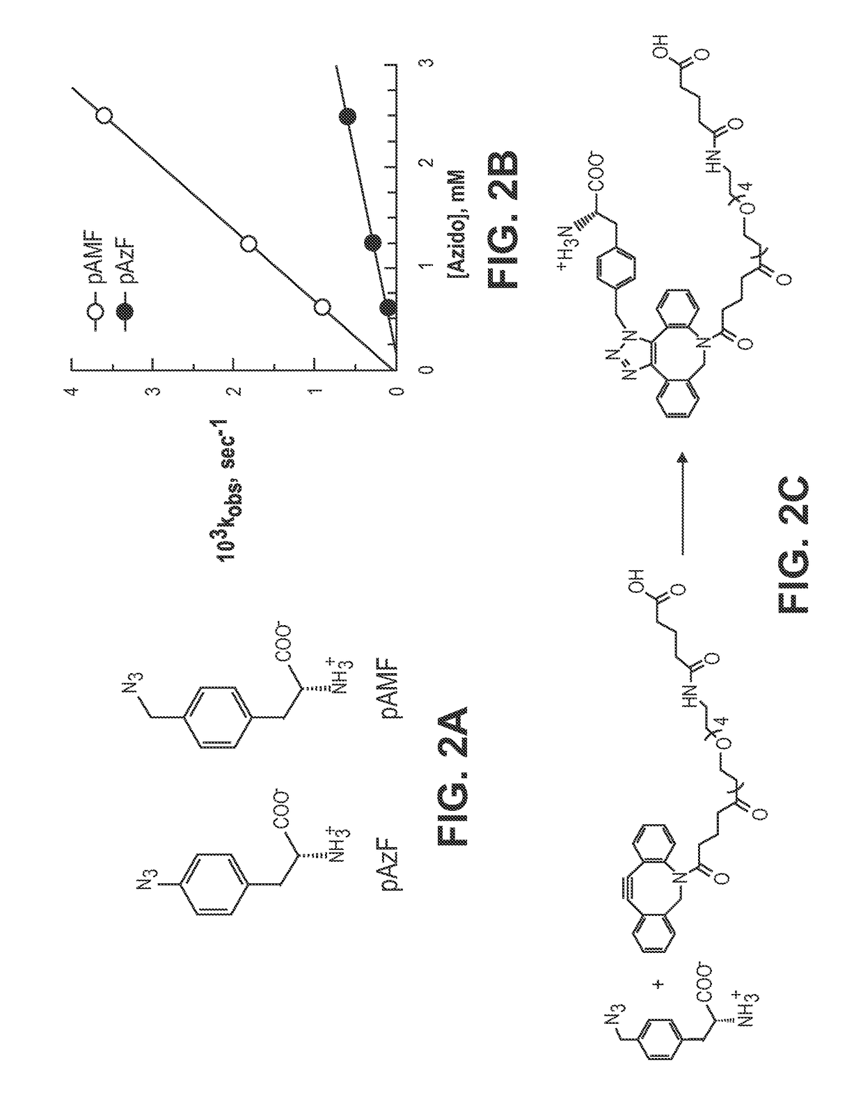 Non-natural amino acid tRNA synthetases for para-methylazido-L-phenylalanine