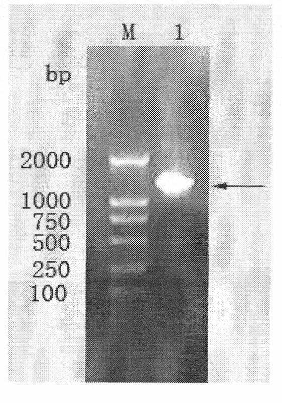 Fusarium head blight virus toxin degrading gene and expression thereof