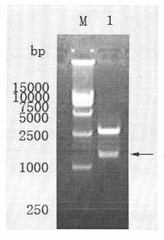 Fusarium head blight virus toxin degrading gene and expression thereof