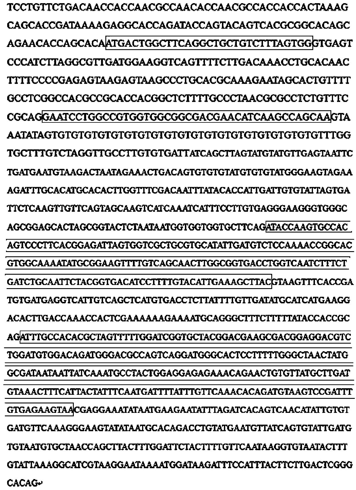 Gene polymorphic marker of C-type lectin of portunus trituberculatus and genetic typing method of SNP (Single Nucleotide Polymorphism) molecular markers