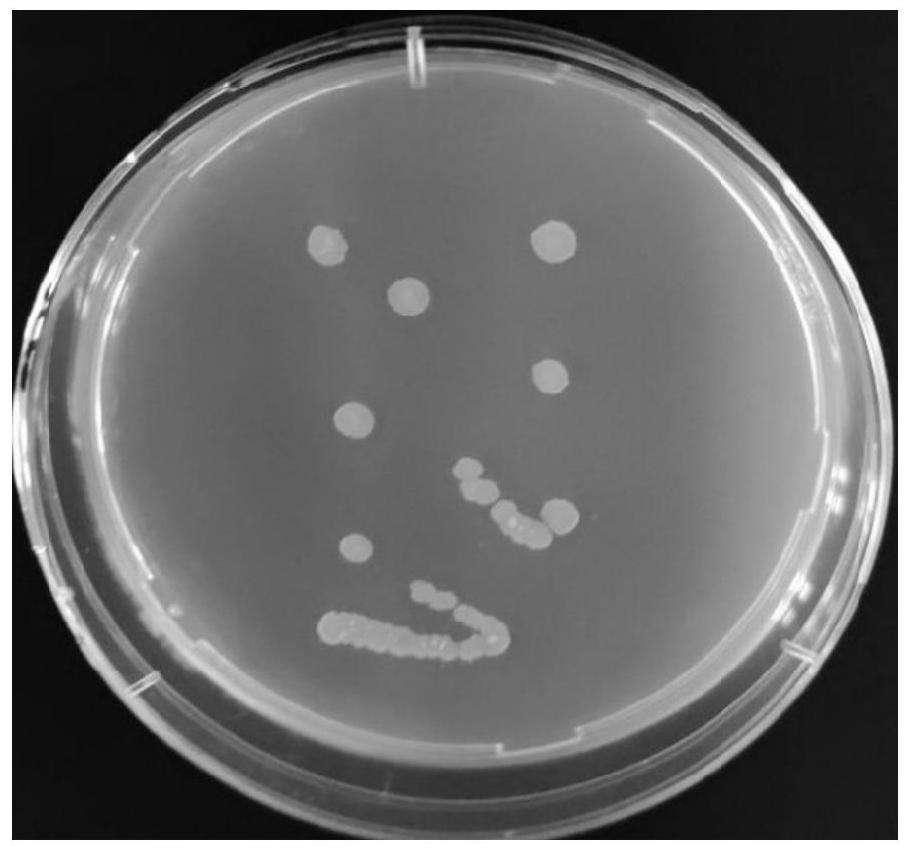 Streptomyces amritsarensis S1-12 and application thereof to prevention and control of soil-borne diseases