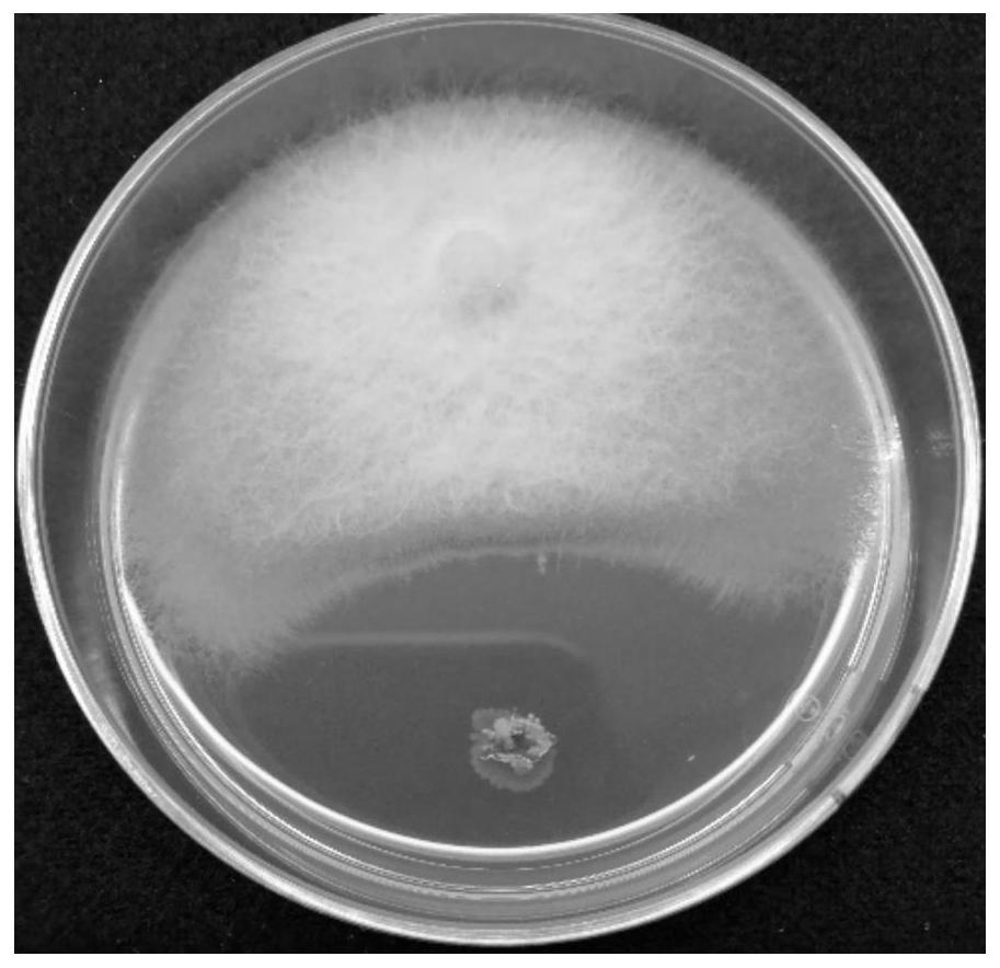 Streptomyces amritsarensis S1-12 and application thereof to prevention and control of soil-borne diseases