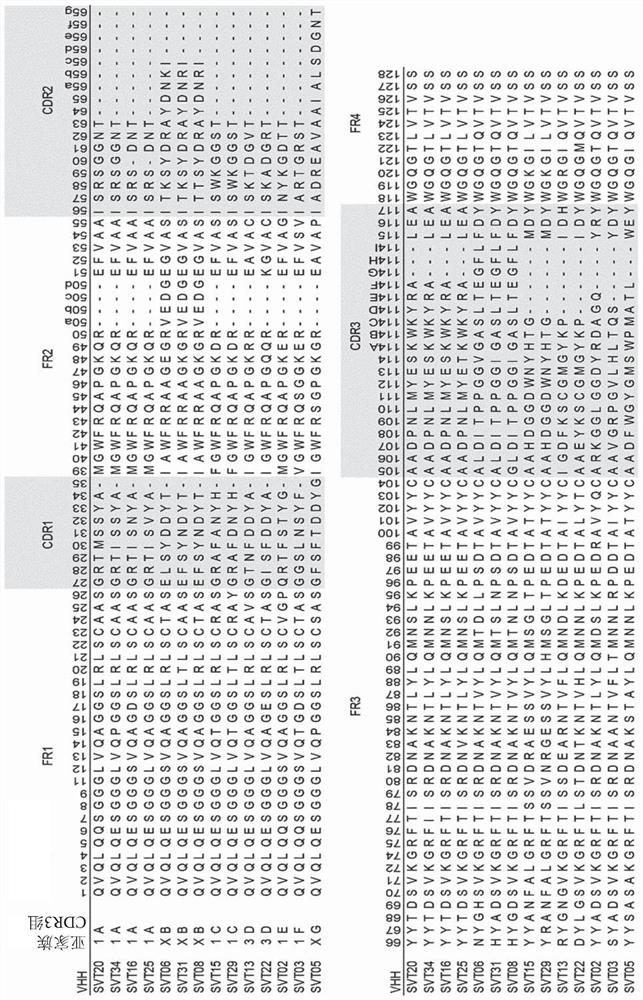 Single domain antibodies binding to tetanus neurotoxin