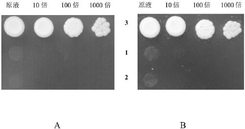 Tobacco KC1 gene and application thereof