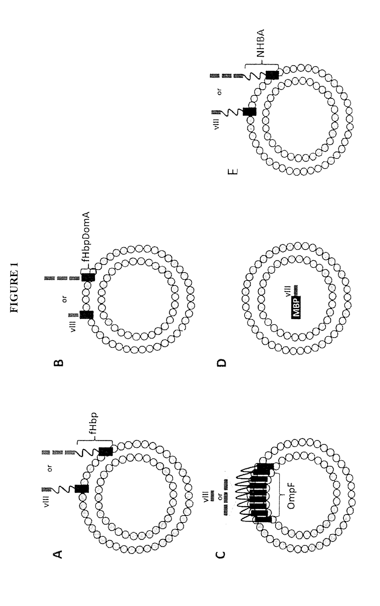 Immunogenic compositions containing bacterial outer membrane vesicles and therapeutic uses thereof
