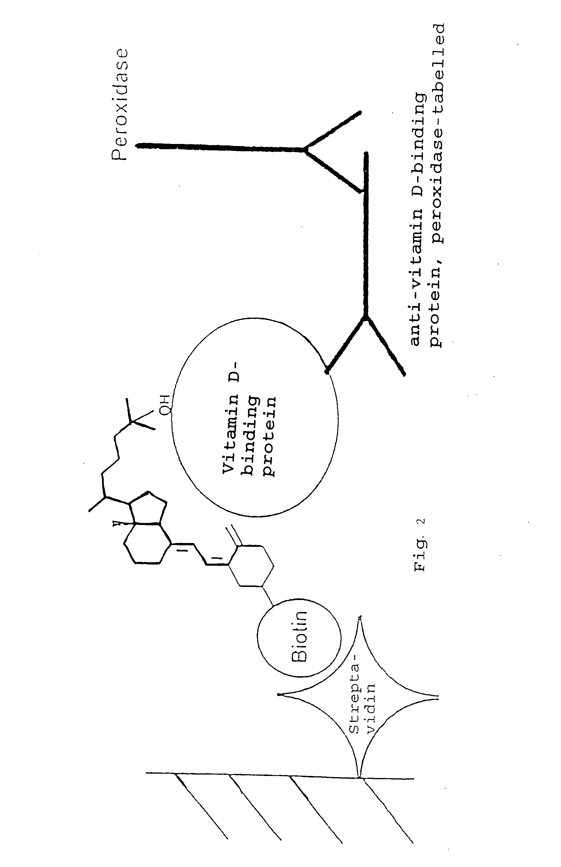 Functional vitamin D derivatives and method of determining 25-hydroxy- and 1alpha, 25-dihydroxy vitamin D