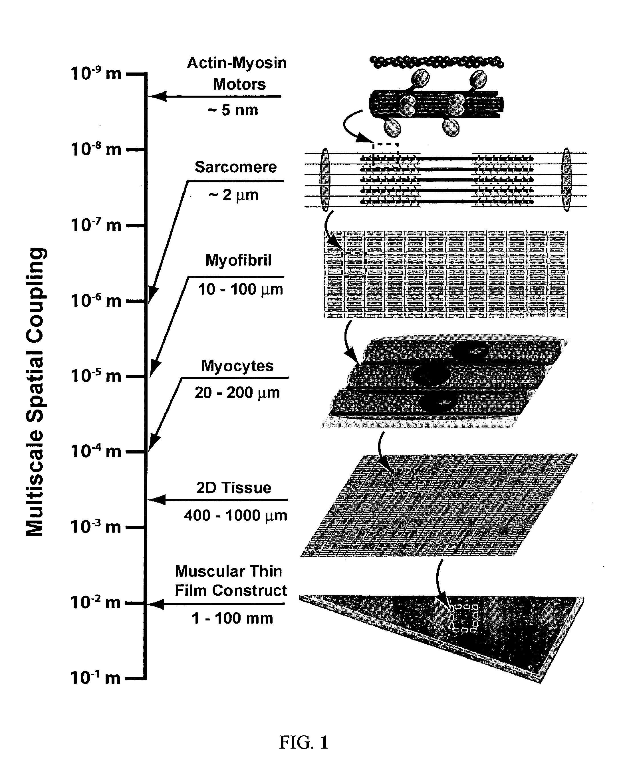 Boundary conditions for the arrangement of cells and tissues