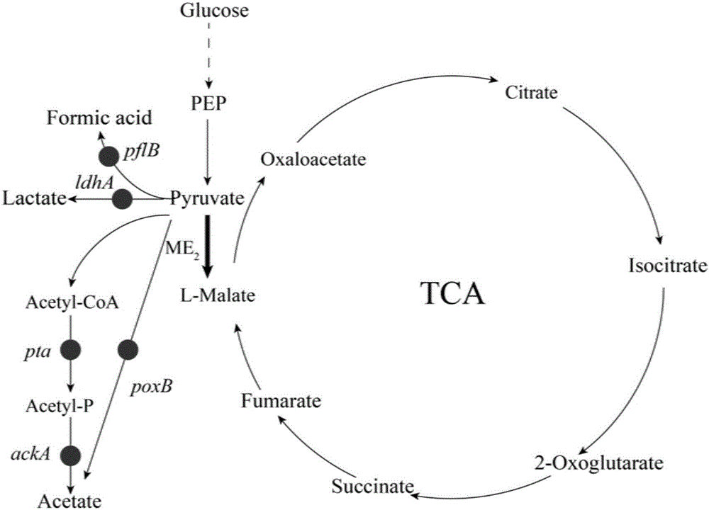 Malic enzyme recombinant bacteria and construction method and application thereof