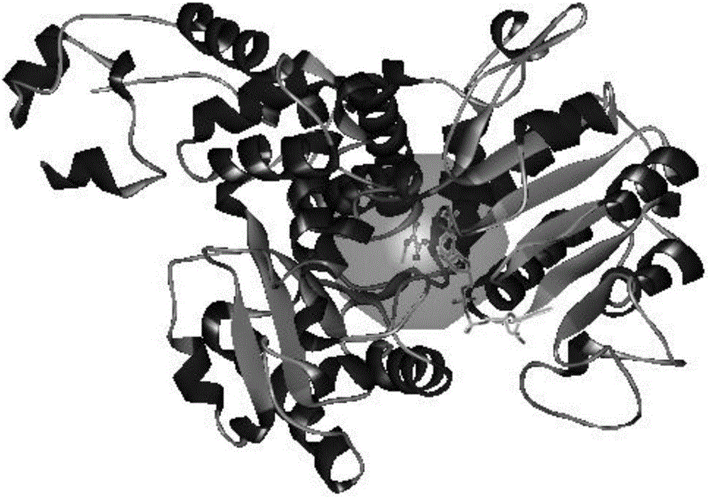 Malic enzyme recombinant bacteria and construction method and application thereof