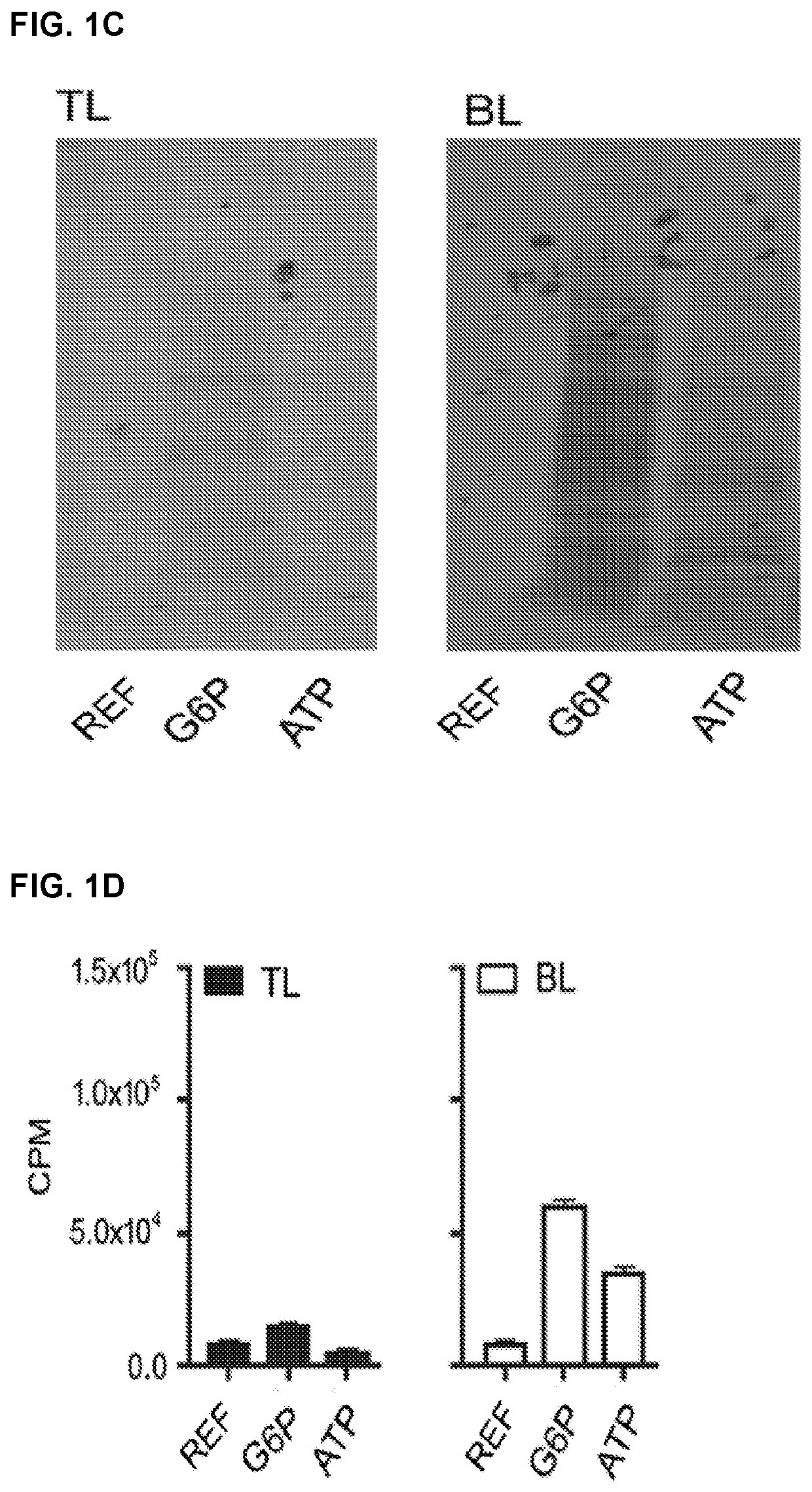 Biosynthetic activity of the anaplasma phagocytophilum and ehrlichia chaffeensis phagosome in a host cell-free medium