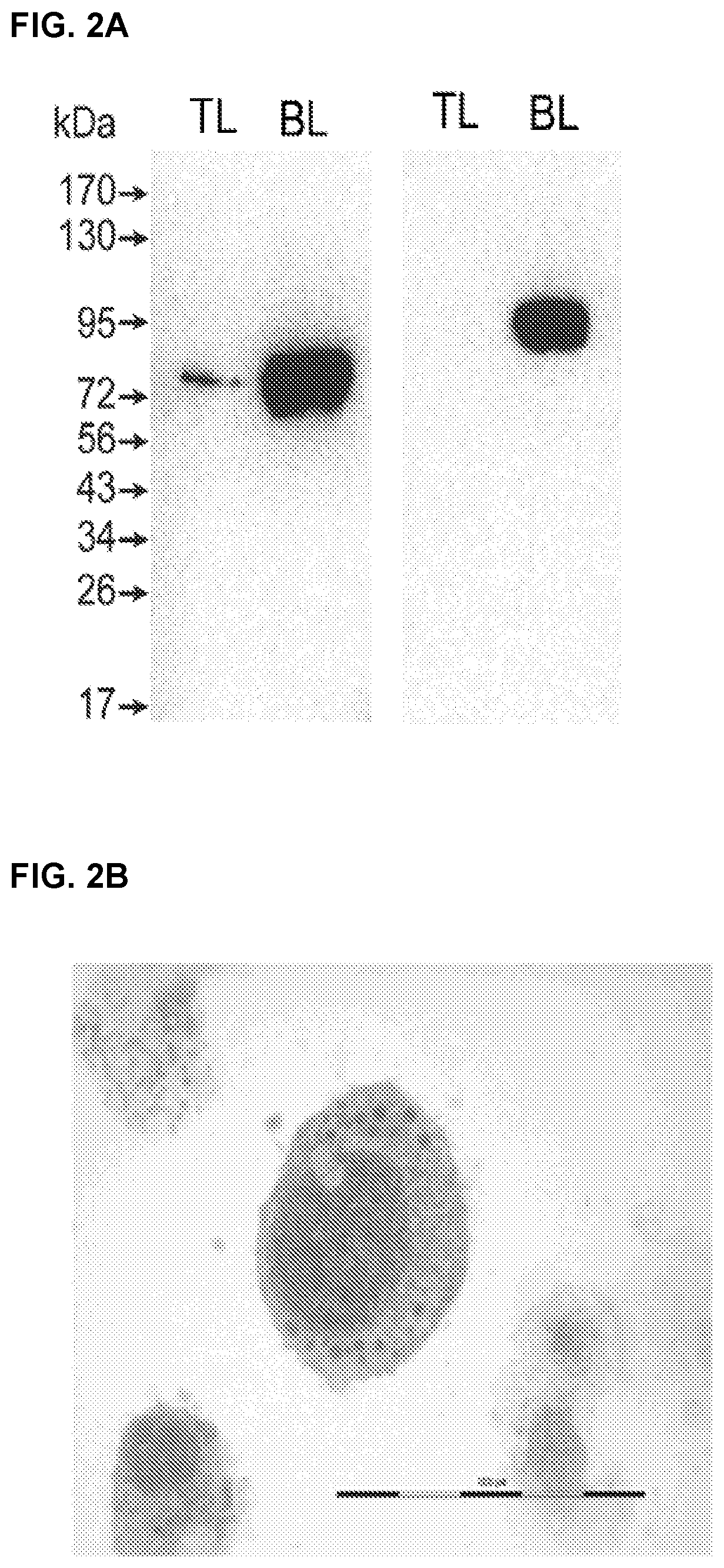 Biosynthetic activity of the anaplasma phagocytophilum and ehrlichia chaffeensis phagosome in a host cell-free medium