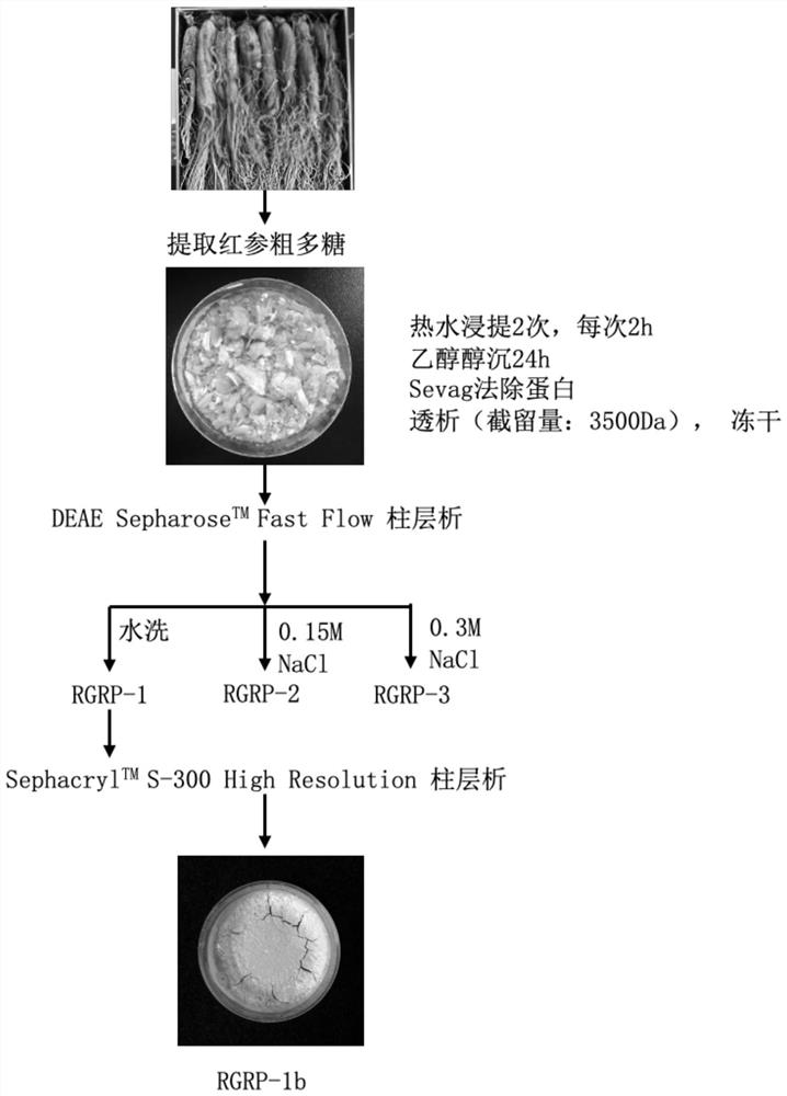 Red ginseng homogeneity polysaccharide as well as extraction method and application thereof