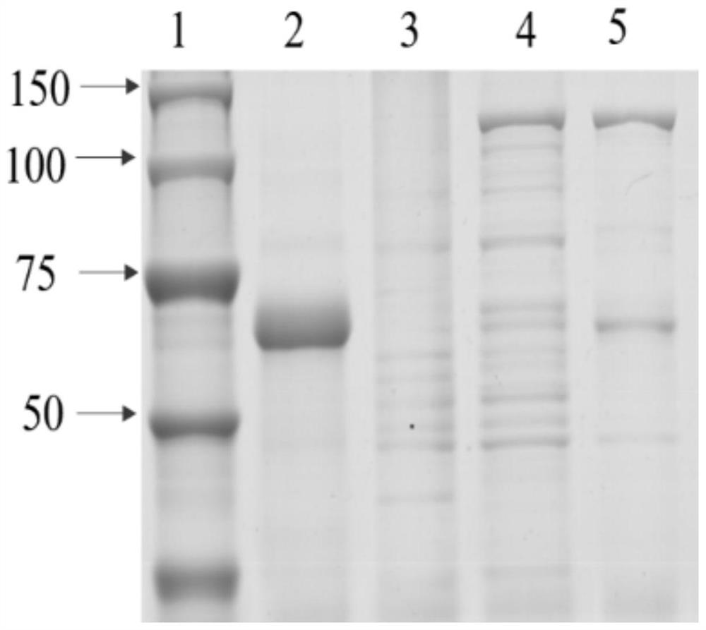 Tryptophan decarboxylase (TDC) in Morus notabili and application thereof