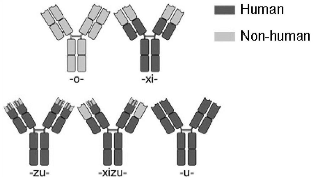 Method for detecting immune complex in mouse blood sample