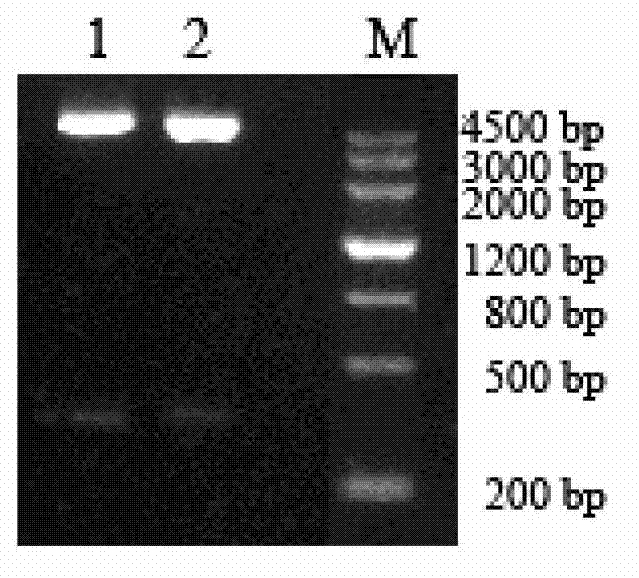 Recombinant plectasin as well as preparation method and application of recombinant plectasin