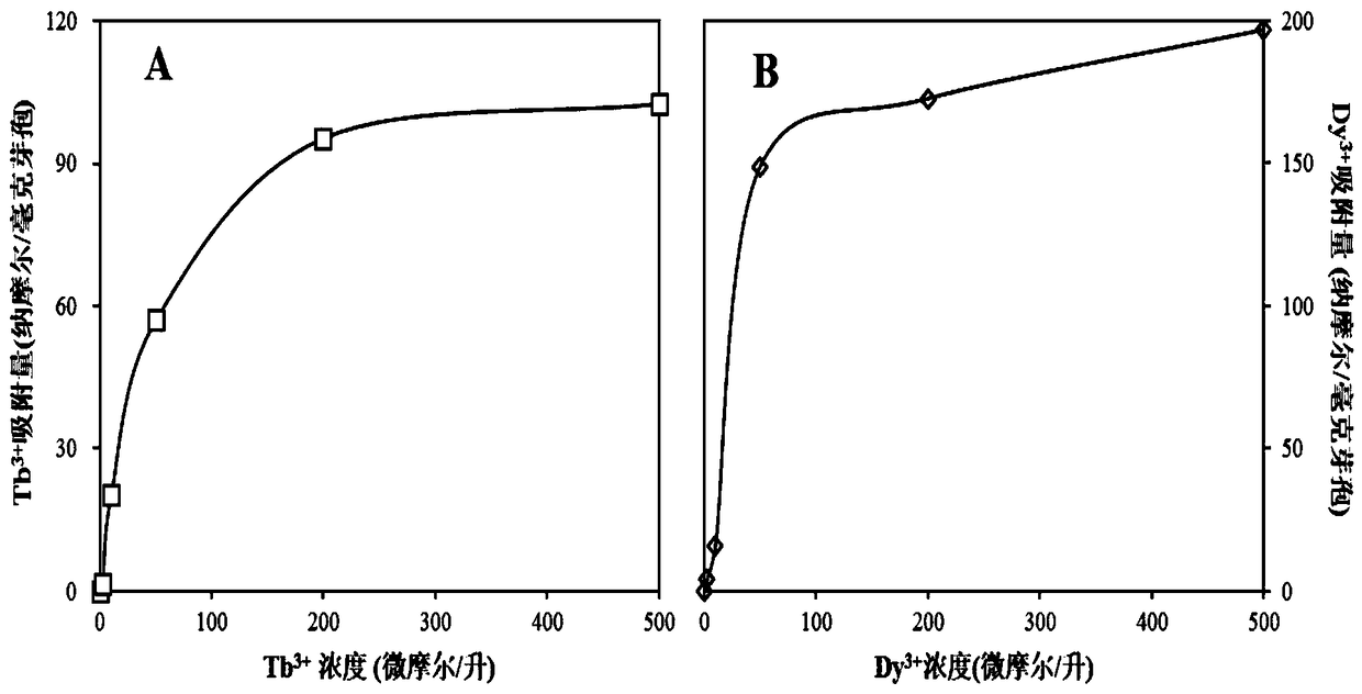 Method for recycling rare earth ions by using bacillus subtilis spores