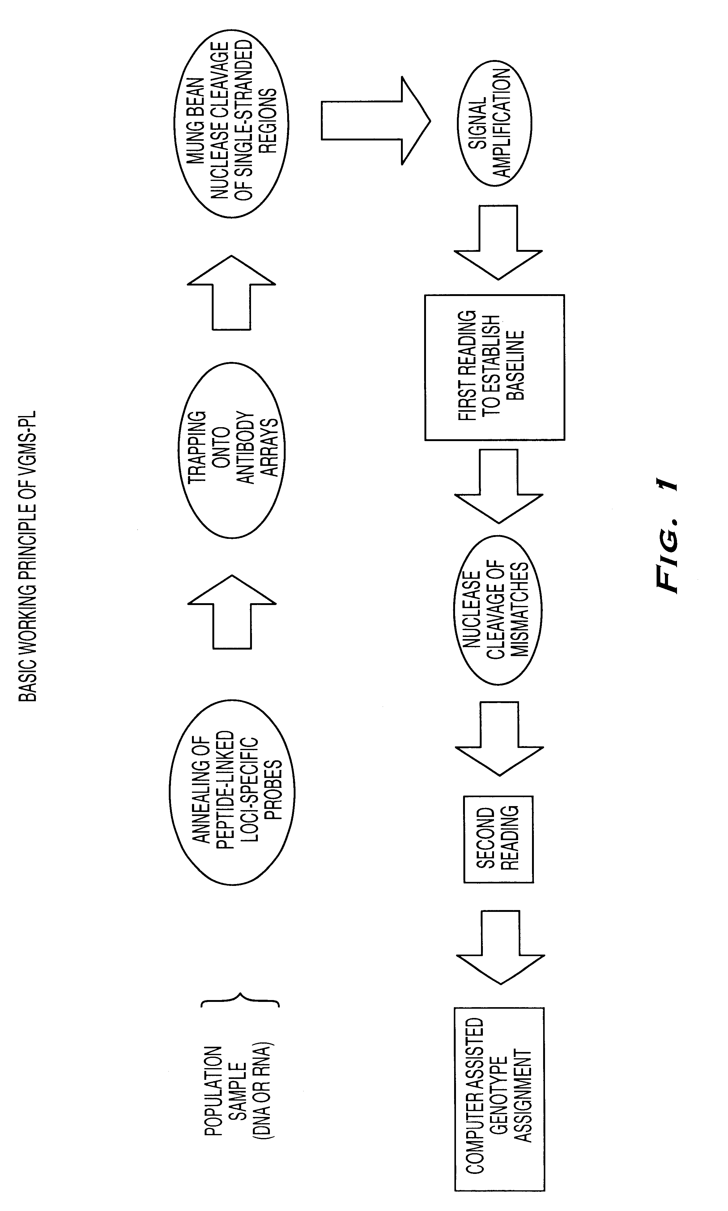 Methods for detection of nucleic acid polymorphisms using peptide-labeled oligonucleotides and antibody arrays