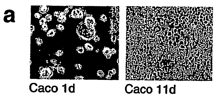 Novel Use of the Kinases Rsk4 and Pak5