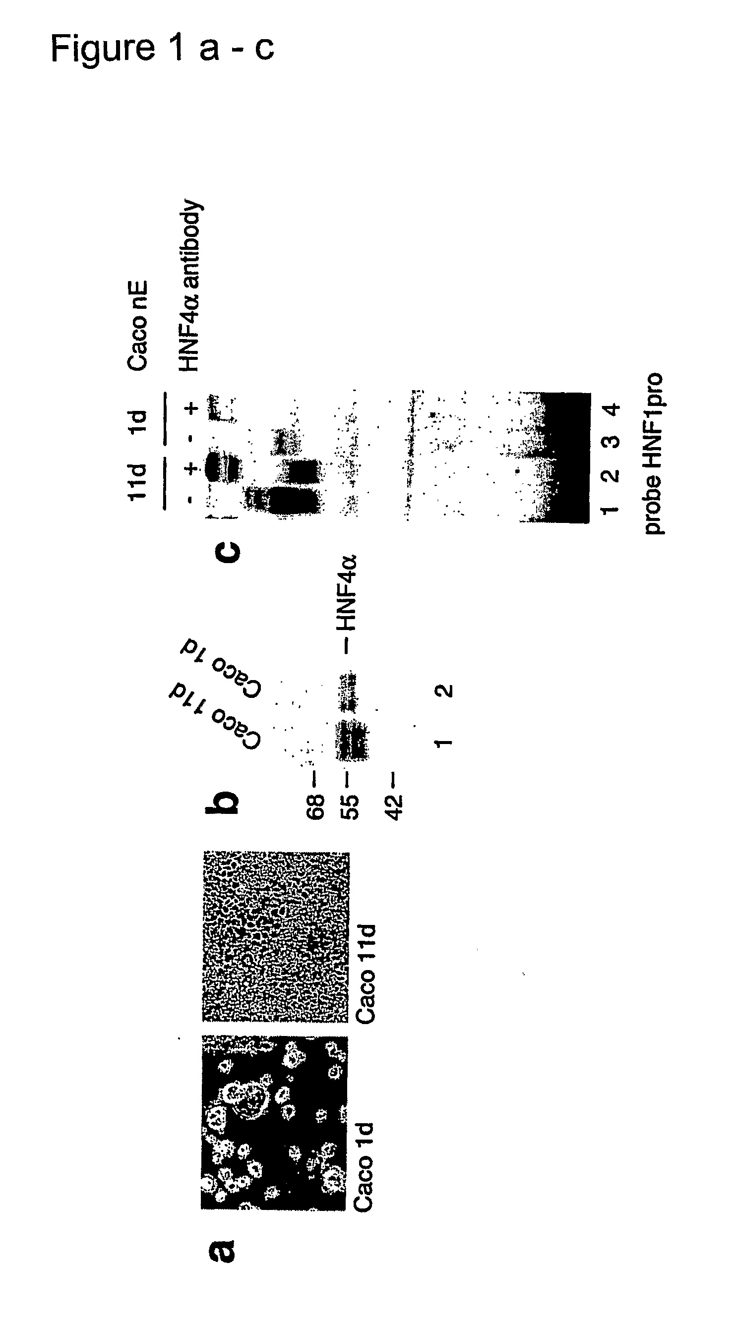 Novel Use of the Kinases Rsk4 and Pak5