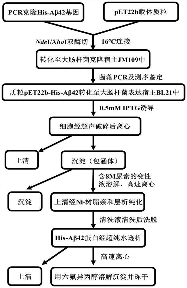 Aβ42 modified protein with the function of preventing protein aggregation and its expression and purification method