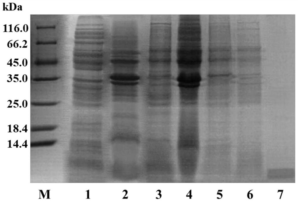 Aβ42 modified protein with the function of preventing protein aggregation and its expression and purification method