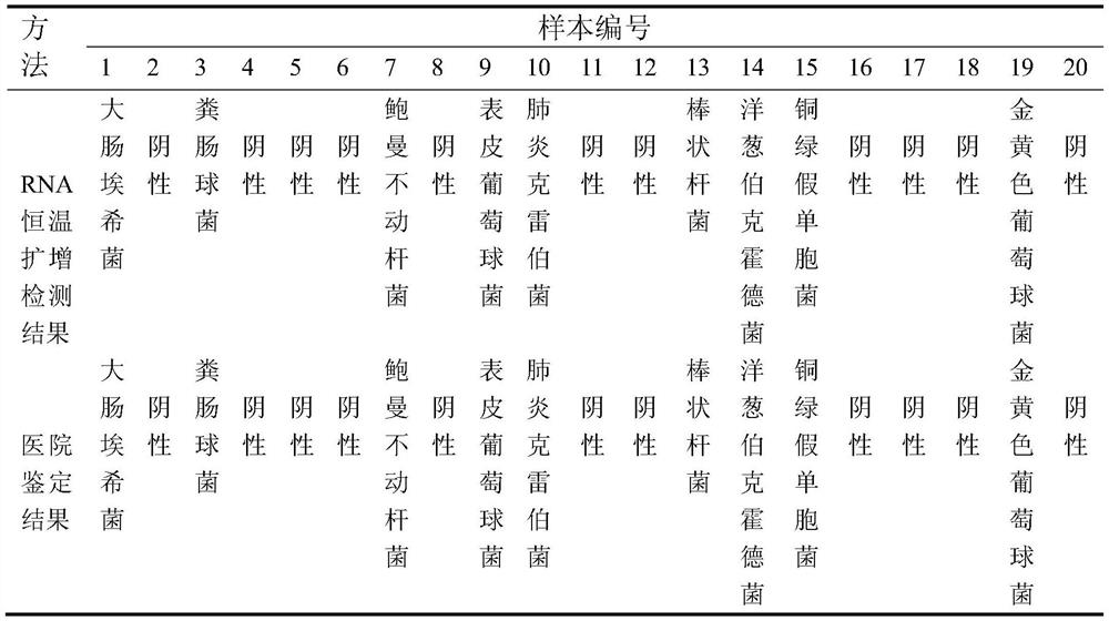 A kit for detecting common clinical pathogenic bacteria by rna constant temperature amplification melting curve method and its application