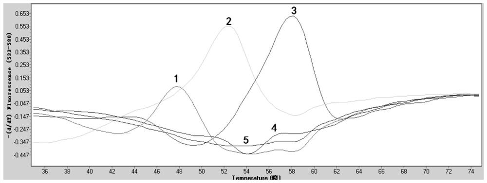 A kit for detecting common clinical pathogenic bacteria by rna constant temperature amplification melting curve method and its application