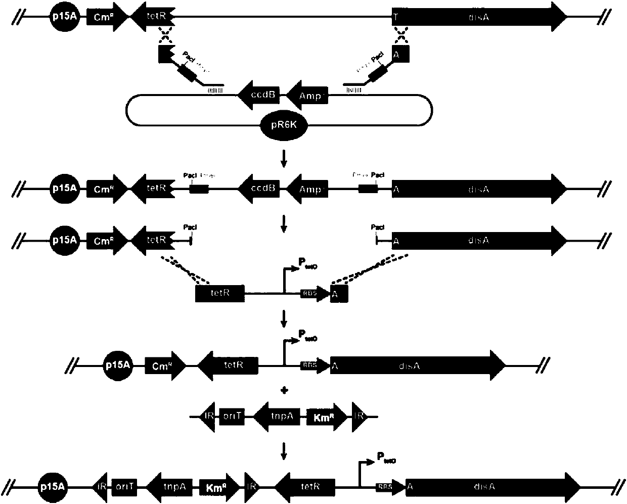 Engineering strain used for heterologously expressing Disorazole Z efficiently, gene cluster for establishing strain and application of strain