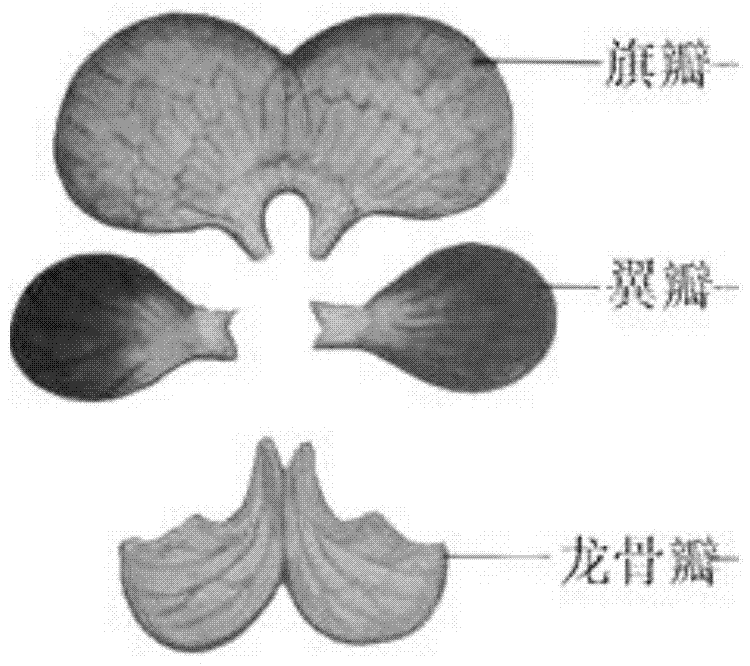 A kind of artificial detasseling and hybridization control pollination method of Robinia pseudoacacia