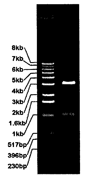 Manufacturing method of adjustable liver damage animal model and special DNA fragment thereof