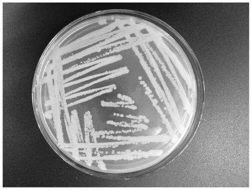 Bacillus megatherium and application thereof