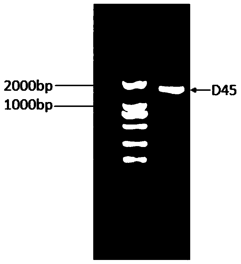 Bacillus megatherium and application thereof