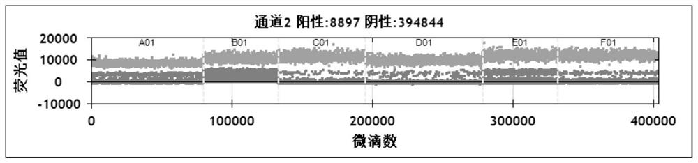 Primer probe for detecting amplification of recurrence and metastasis gene WNT2 of neuroblastoma and application of primer probe