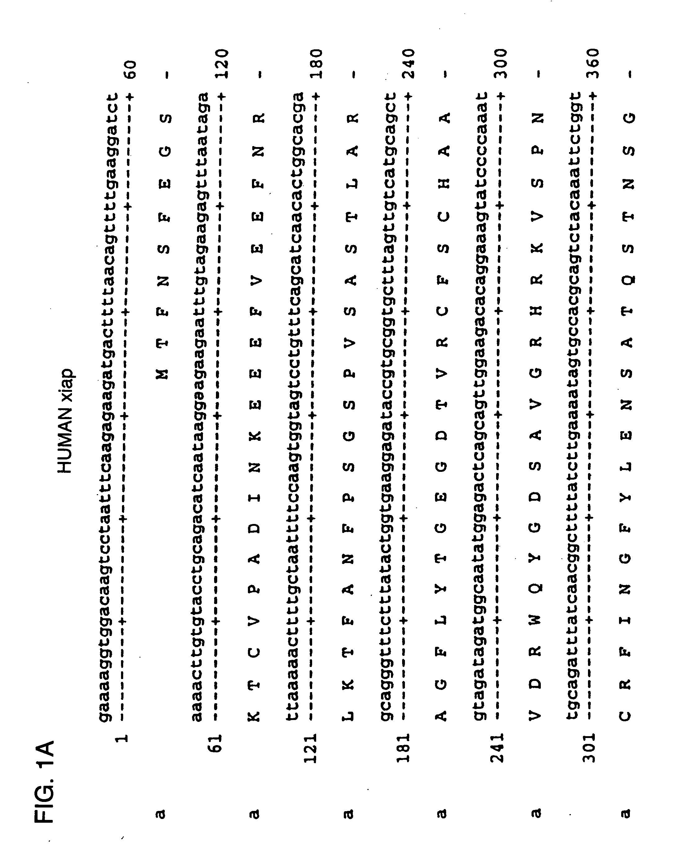 Antisense IAP oligonucleotides and uses thereof