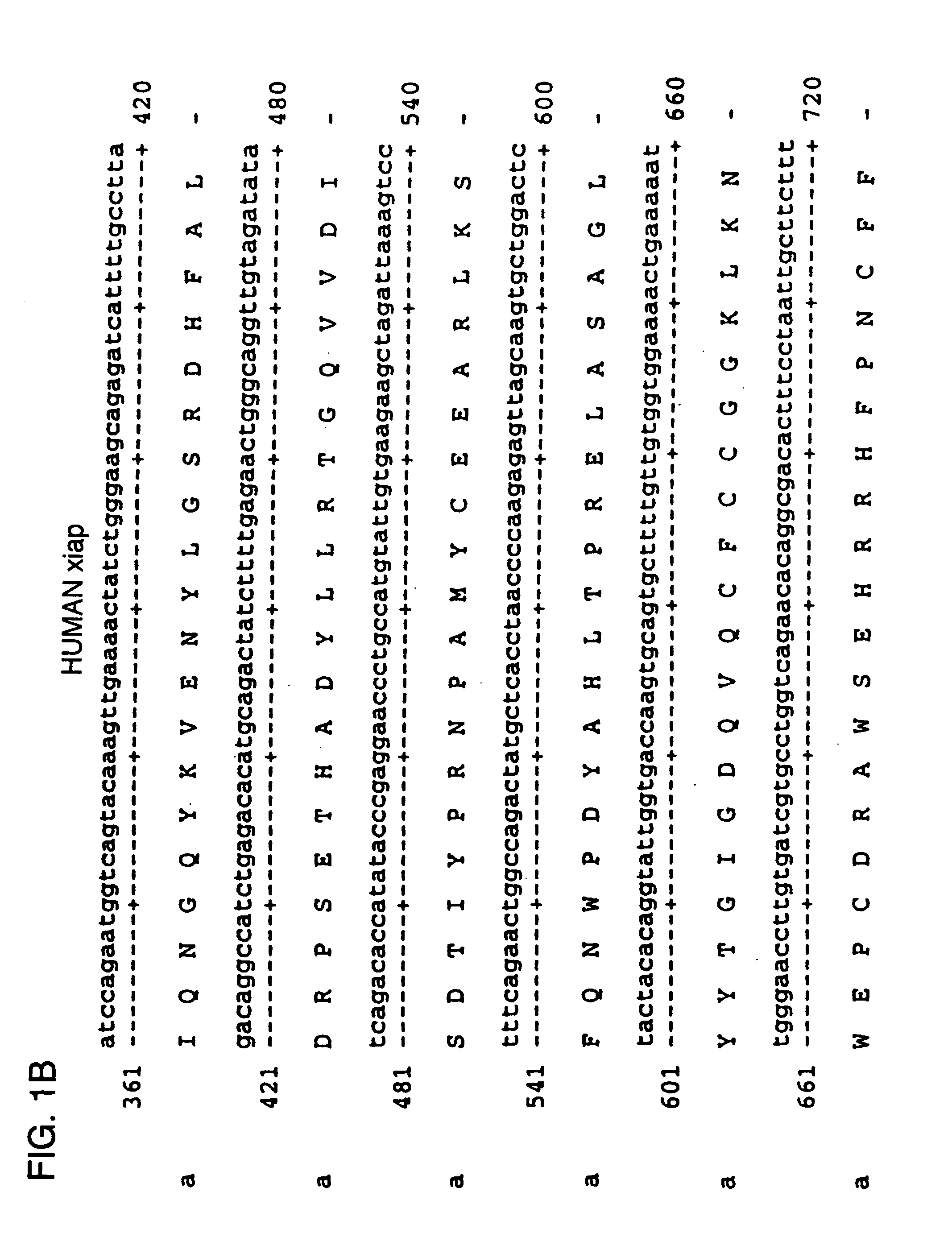 Antisense IAP oligonucleotides and uses thereof